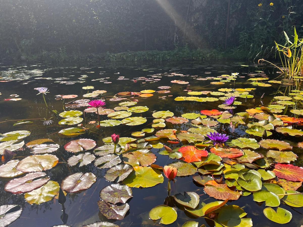 Lotusbloemen in Jardin d'eau