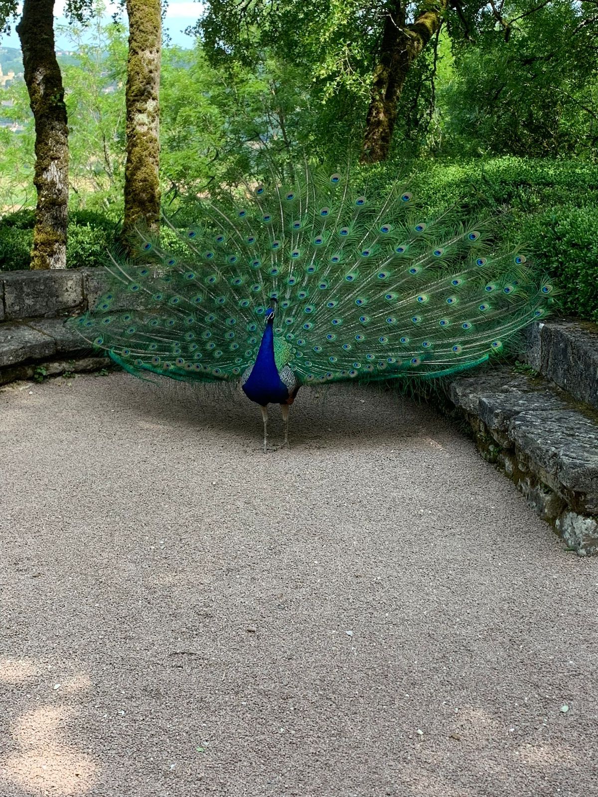 Pauw in Marqueyssac