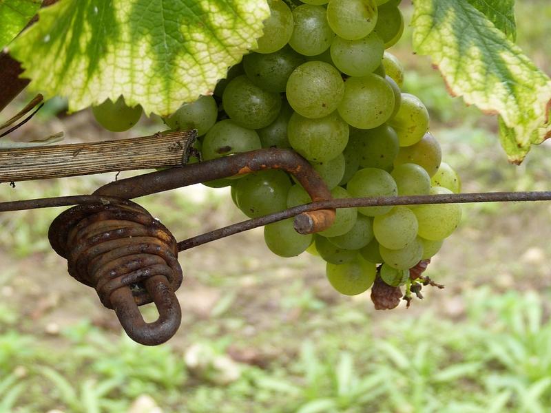 Wijngebieden in de Dordogne