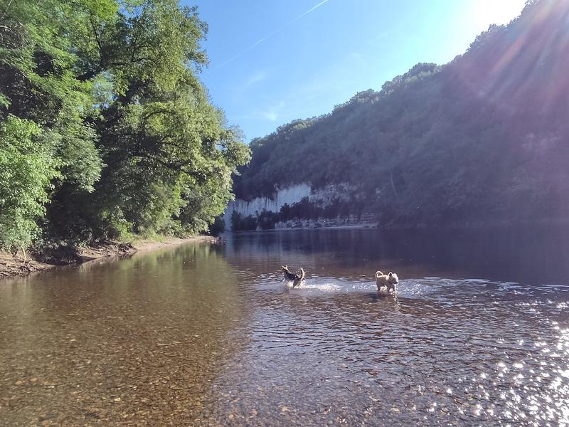 De honden in de Dordogne rivier