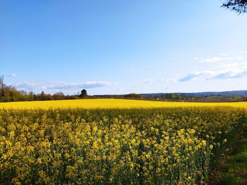 Veld met gele koolzaadbloemen