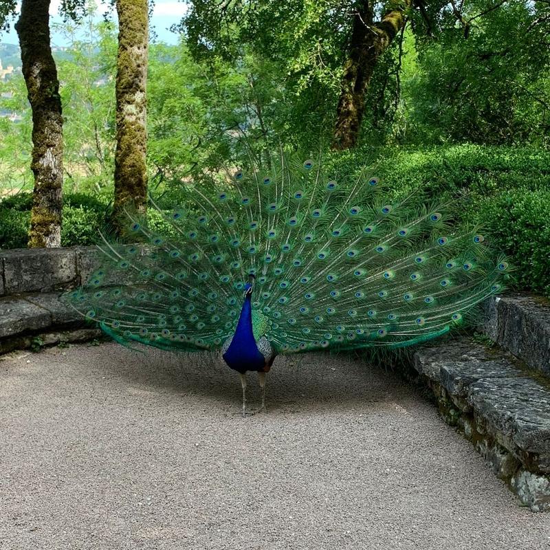 Jardins de Marqueyssac